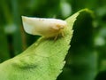 flatidae white-backed leafhoppers that look like butterflies