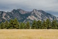 Flatiron Mountains with Pine Tree Foreground Royalty Free Stock Photo