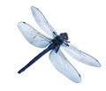 Flatlay Of Beautiful Blue Dragonfly Isolated On White Background