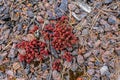 Flatlay close-up of one species of Sedum plant in spring.