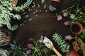 Flatlay of flowers and succulents on wooden table, propagating, gardening and replanting Royalty Free Stock Photo
