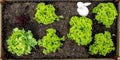 Flatlay, fresh green lettuce and lollo rosso salad growing up, farming in the garden