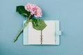 Flatlay of pink hortensia flower and blue notebook