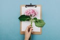 Flatlay of pink hortensia flower, clipboard and woman`s hand Royalty Free Stock Photo