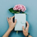 Flatlay of pink hortensia flower in notebook or planner in woman`s hands on blue Royalty Free Stock Photo