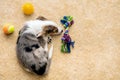 Flatlay, Puppy and Dog Toys lying at a brown floor, copyspace Royalty Free Stock Photo