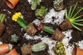 Flatlay, various cactus plants and flower pots on potting compost, gardening and planting