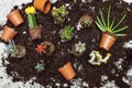 Flatlay, various sorts of cacti and other succulents on potting compost, repot and gardening Royalty Free Stock Photo