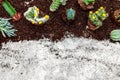 Flatlay, various sorts of cactus and succulents on soil, copyspace