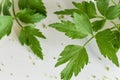 Flat Leaf Parsley Isolated on White Background