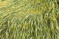 Close up of flattened crops in a field damaged by heavy rain and strong wind. UK. Royalty Free Stock Photo