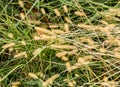 Flattened grasses at the beginning of Autumn Royalty Free Stock Photo