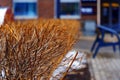 Flattened hedge in the park against the background of a blurred building