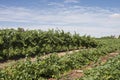 Flattened Rows of Chardonnay Vines. Royalty Free Stock Photo