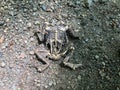 Toad Skeleton Royalty Free Stock Photo
