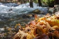 Autumn leaf falling on the ground Royalty Free Stock Photo