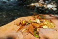 Autumn leaf falling on the ground Royalty Free Stock Photo