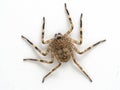 PC030023 Flattie spider Selenops rediatus, isolated cECP 2021