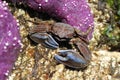 Flattop Crab with Blue Claws Royalty Free Stock Photo