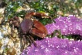 Flattop Crab with an Ochre Star