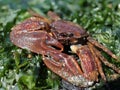 Flattop Crab - Petrolisthes eriomerus