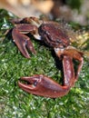 Flattop Crab - Petrolisthes eriomerus Royalty Free Stock Photo