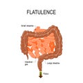 Flatulence. Small and Large intestine with intestinal gas. human Royalty Free Stock Photo