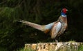 The Flatulent Pheasant