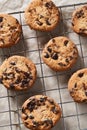 Flatview of chocolate cookies with chocolate chips on baking grille Royalty Free Stock Photo