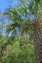 Flatwoods with saw palmetto in Florida wild forest Royalty Free Stock Photo