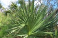 Flatwoods with saw palmetto in Florida wild forest Royalty Free Stock Photo