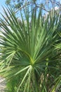 Flatwoods with saw palmetto in Florida wild forest Royalty Free Stock Photo