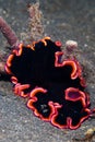 Flatworm