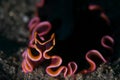 Flatworm