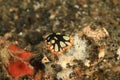 Flatworm - Pseudobiceros scintillatus