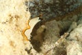 Flatworm Pseudoceros bimarginatus