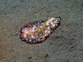 Flatworm