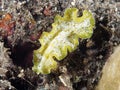 Flatworm Tunicate pseudoceros Royalty Free Stock Photo