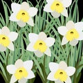 postcard image with daffodils