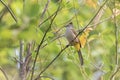 flavescent bulbul or Pycnonotus flavescens, a species of songbird observed in Khonoma in Nagaland, India