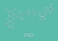 Flavin adenine dinucleotide FAD redox coenzyme molecule. Skeletal formula.