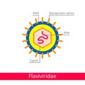 Flaviviridae. Classification of viruses. Royalty Free Stock Photo