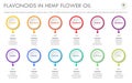 Flavonoids in Hemp Flower Oil horizontal business infographic