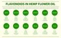 Flavonoids in Hemp Flower Oil horizontal infographic