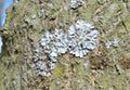 Flavoparmelia caperata. lichen on the bark of a tree Royalty Free Stock Photo