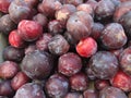 Flavor King pluot, Prunus 'Flavor King'