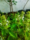 Flavour herb called kemangi