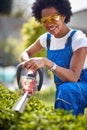 Flawless Hedge Trimming: Afro-American Woman Showcasing Skill and Precision with Hedge Trimmer Royalty Free Stock Photo