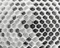 flawless hexagonal pattern of a honeycomb.