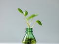Flawless Image of Green Sprout Growing in Recycled Plastic Bottle. Royalty Free Stock Photo